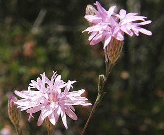 Lessingia leptoclada