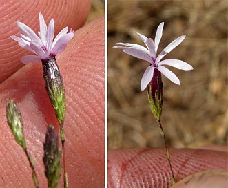 Lessingia micradenia