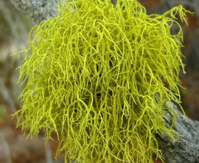 Letharia lupina