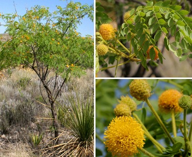 Leucaena retusa