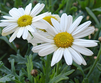 Leucanthemum maximum