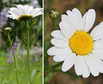 Leucanthemum vulgare