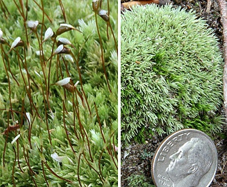 Leucobryum albidum