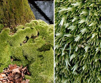 Leucobryum glaucum