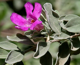 Leucophyllum frutescens