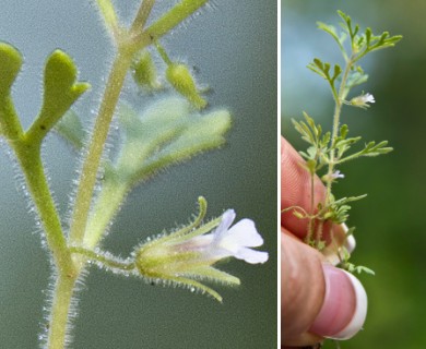 Leucospora multifida