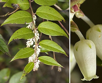 Leucothoe fontanesiana