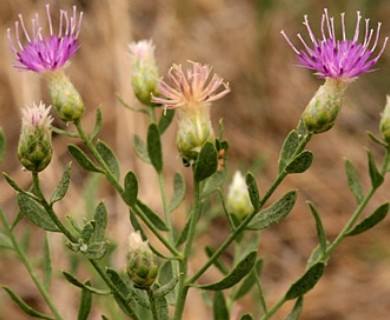 Leuzea repens