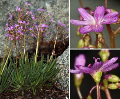 Lewisia leeana