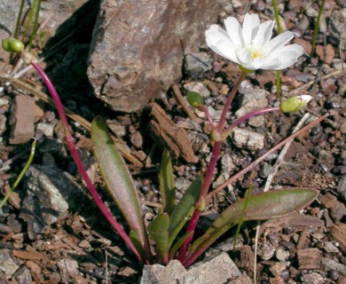 Lewisia oppositifolia