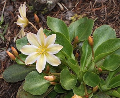 Lewisiopsis tweedyi