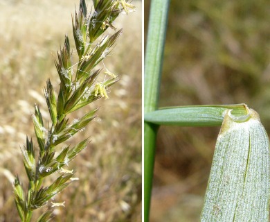 Leymus triticoides