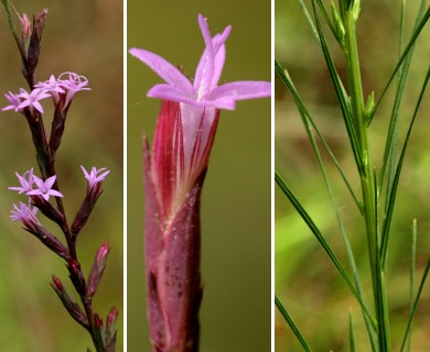 Liatris acidota