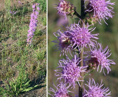 Liatris aspera