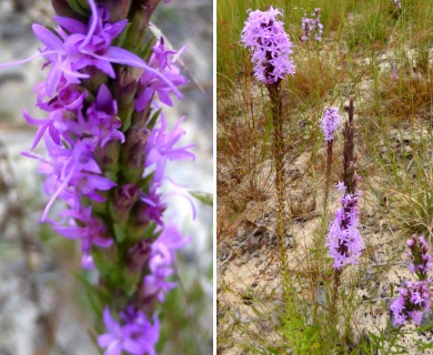 Liatris chapmanii