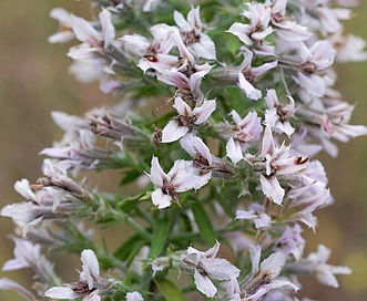 Liatris elegans