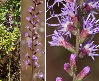 Liatris elegantula