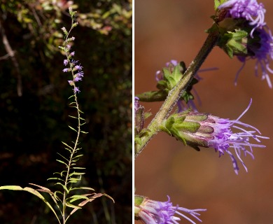 Liatris gracilis