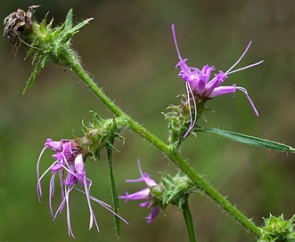 Liatris hirsuta