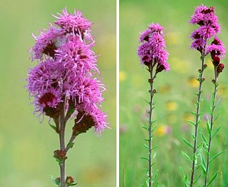 Liatris ligulistylis