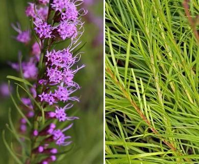 Liatris microcephala