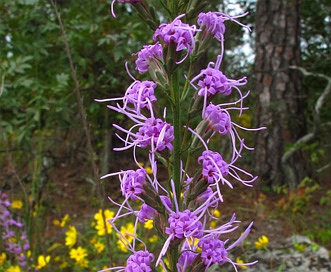 Liatris pilosa