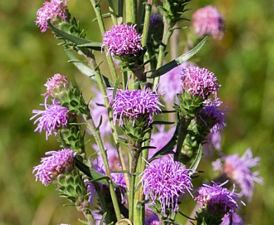 Liatris scariosa