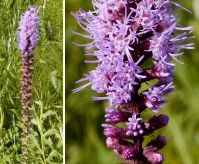 Liatris spicata