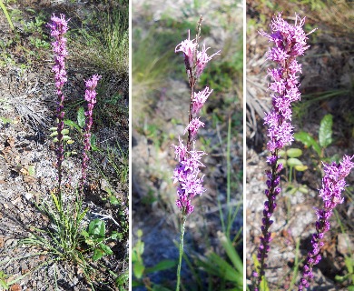 Liatris tenuifolia