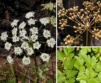 Ligusticum apiifolium