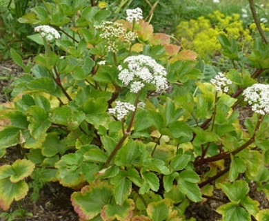 Ligusticum scothicum
