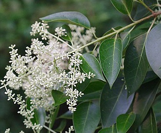 Ligustrum japonicum