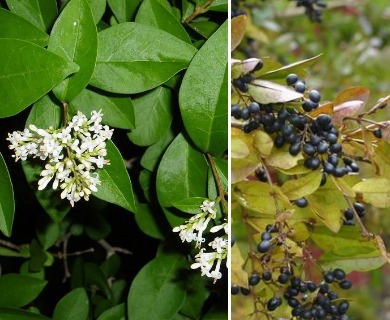 Ligustrum ovalifolium