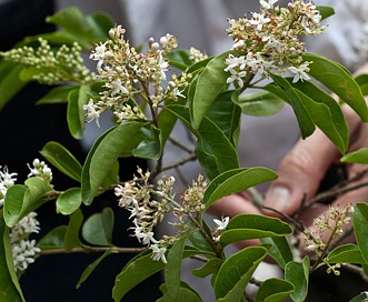 Ligustrum sinense