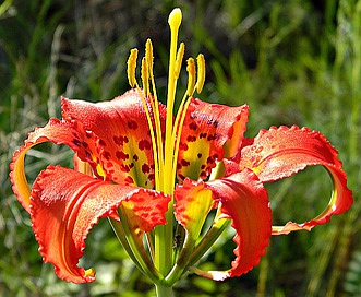 Lilium catesbaei