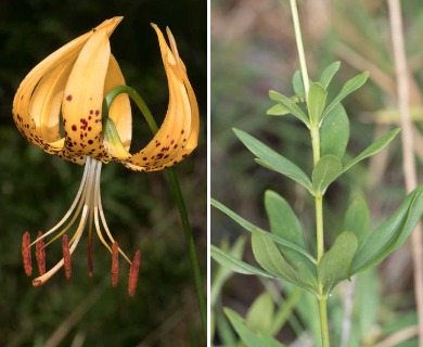 Lilium iridollae