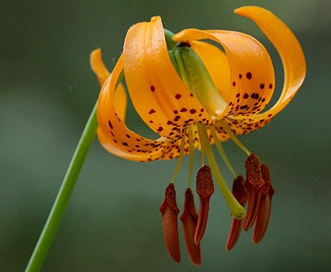 Lilium kelleyanum