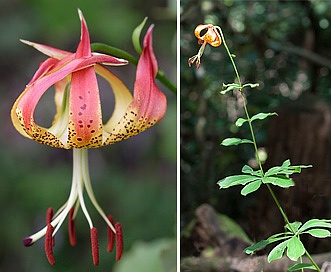 Lilium michauxii