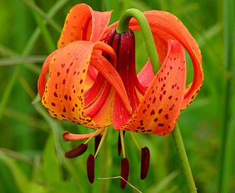 Lilium michiganense