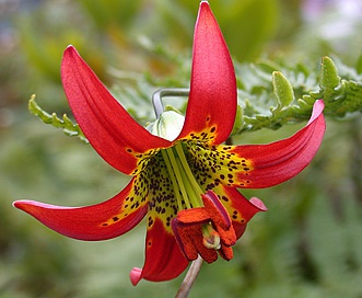 Lilium occidentale