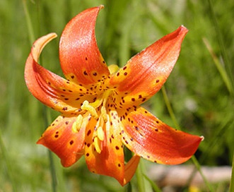 Lilium pardalinum