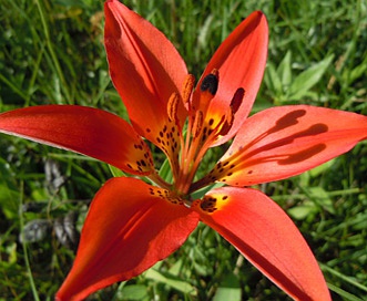 Lilium philadelphicum