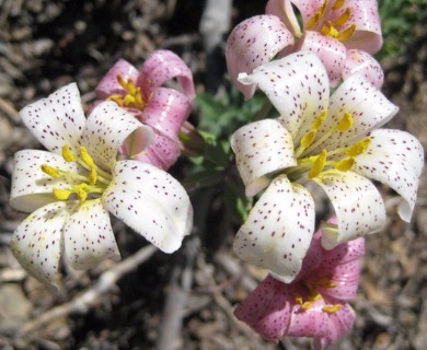 Lilium rubescens