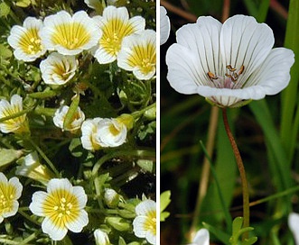 Limnanthes douglasii