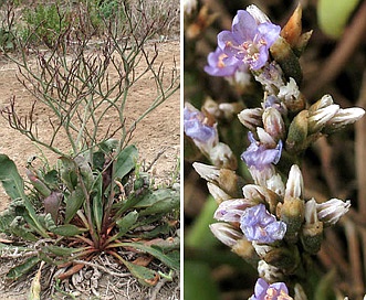 Limonium californicum