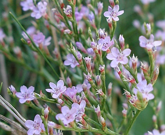 Limonium carolinianum