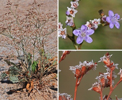 Limonium limbatum