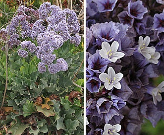 Limonium perezii