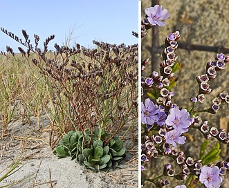 Limonium ramosissimum