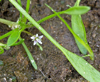 Limosella aquatica